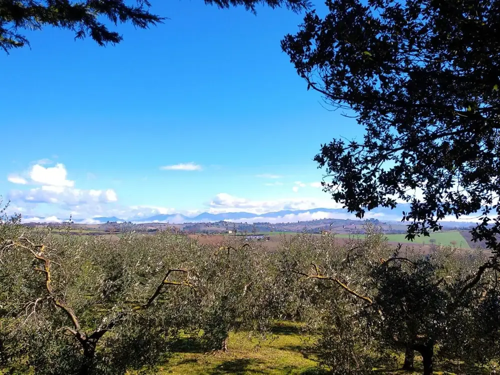 L'uliveto e le colline intorno a Gualdo Cattaneo